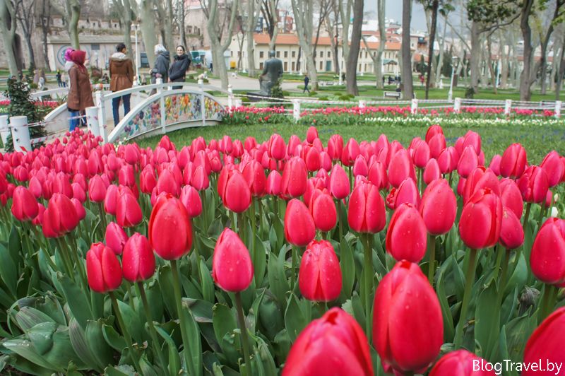 Фестиваль тюльпанов в парке Гюльхане