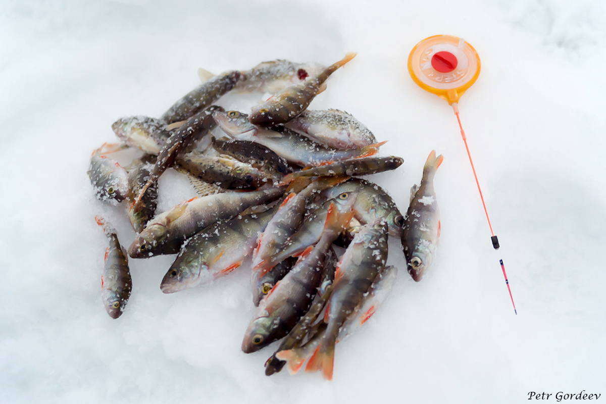 Зимняя рыбалка на Могилевщине